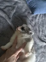 Dakota , a male Pomeranian for sale in Elizabethtown, IL – Photo 3 of 5