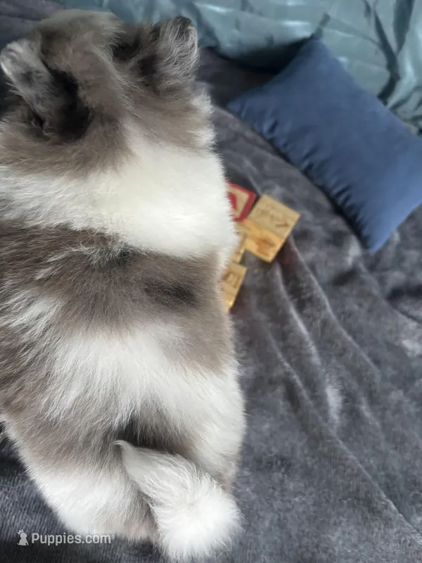 Dakota  – Pomeranian puppy for sale in Elizabethtown, IL