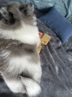 Dakota , a male Pomeranian for sale in Elizabethtown, IL – Photo 1 of 5