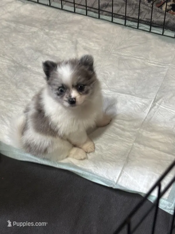 Dakota  – Pomeranian puppy for sale in Elizabethtown, IL