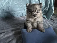 Ming, a male Pomeranian for sale in Elizabethtown, IL – Photo 6 of 10