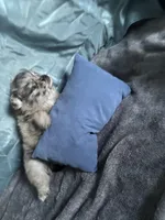 Ming, a male Pomeranian for sale in Elizabethtown, IL – Photo 4 of 10