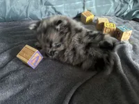 Ming, a male Pomeranian for sale in Elizabethtown, IL – Photo 9 of 10