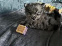 Ming, a male Pomeranian for sale in Elizabethtown, IL – Photo 5 of 10