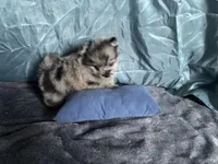 Ming, a male Pomeranian for sale in Elizabethtown, IL – Photo 8 of 10