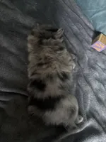 Ming, a male Pomeranian for sale in Elizabethtown, IL – Photo 3 of 10