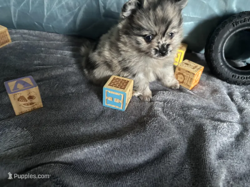Ming – Pomeranian puppy for sale in Elizabethtown, IL