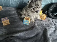 Ming, a male Pomeranian for sale in Elizabethtown, IL – Photo 1 of 10