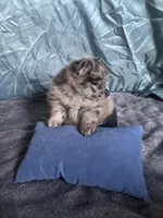 Ming, a male Pomeranian for sale in Elizabethtown, IL – Photo 2 of 10