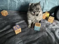 Ming, a male Pomeranian for sale in Elizabethtown, IL – Photo 7 of 10