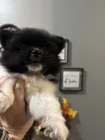 Koda, a male Pomeranian for sale in Elizabethtown, IL – 10 of 10