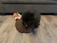 Toby, a male Pomeranian for sale in Elizabethtown, IL – 10 of 10