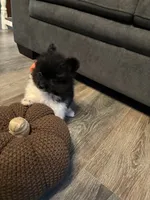 Koda, a male Pomeranian for sale in Elizabethtown, IL – 5 of 10