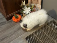Frost, a male Pomeranian for sale in Elizabethtown, IL – 5 of 10