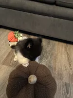 Koda, a male Pomeranian for sale in Elizabethtown, IL – 4 of 10