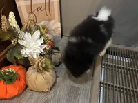 Koda, a male Pomeranian for sale in Elizabethtown, IL – 7 of 10