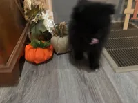 Toby, a male Pomeranian for sale in Elizabethtown, IL – 5 of 10