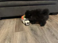 Toby, a male Pomeranian for sale in Elizabethtown, IL – 9 of 10