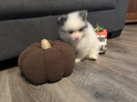 Frost, a male Pomeranian for sale in Elizabethtown, IL – 10 of 10