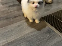 Frost, a male Pomeranian for sale in Elizabethtown, IL – 4 of 10