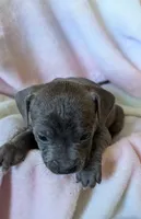KOA 🖤, a male American Bully for sale in Grovetown, GA – 4 of 6