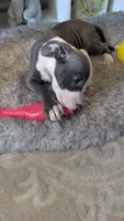 MELI 🌼, a female American Bully for sale in Grovetown, GA – 8 of 8