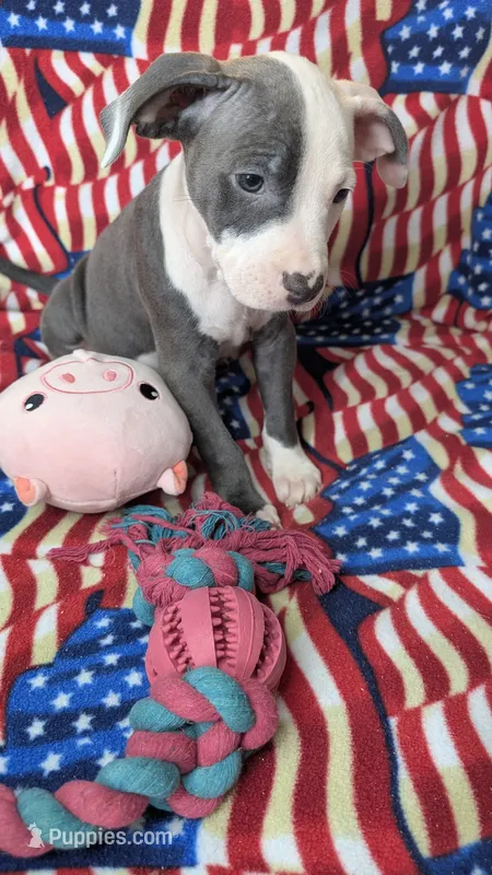 MELI 🌺 – American Bully puppy for sale in Grovetown, GA