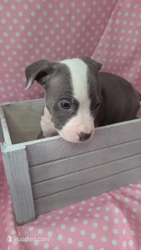 KAIA 🌼 – American Bully puppy for sale in Grovetown, GA