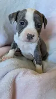 KAIA 🌼, a female American Bully for sale in Grovetown, GA – 6 of 7