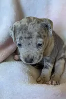 LEI'A 💜, a female American Bully for sale in Grovetown, GA – 6 of 6