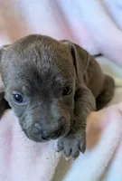 KOA 🖤, a male American Bully for sale in Grovetown, GA – 5 of 6