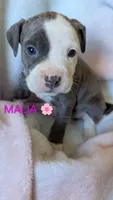 MALIA 💕, a female American Bully for sale in Grovetown, GA – 1 of 6