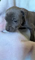 KONA 💙, a male American Bully for sale in Grovetown, GA – 2 of 4