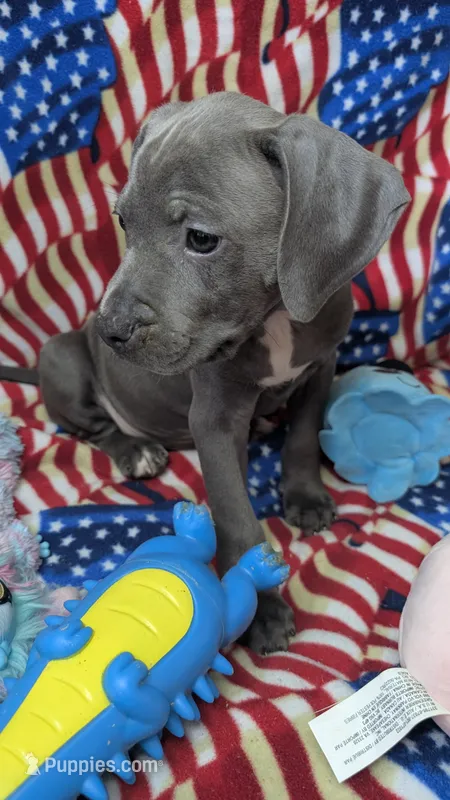 KOA 🖤 – American Bully puppy for sale in Grovetown, GA