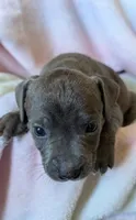 KOA 🖤, a male American Bully for sale in Grovetown, GA – 2 of 6