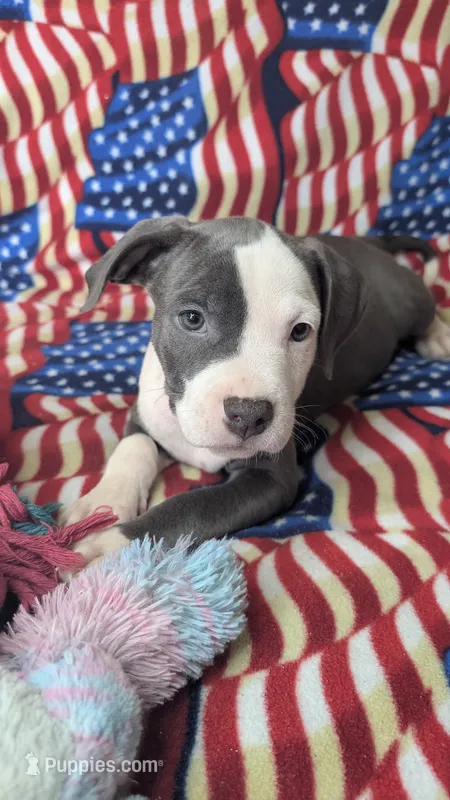 MALIA 💕 – American Bully puppy for sale in Grovetown, GA