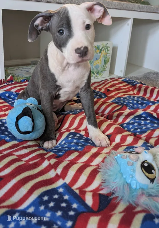 MELI 🌺 – American Bully puppy for sale in Grovetown, GA