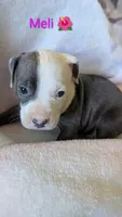 MELI 🌺, a female American Bully for sale in Grovetown, GA – 1 of 5