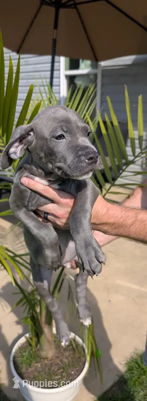 KOA 🖤 – American Bully puppy for sale in Grovetown, GA