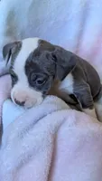 KAIA 🌼, a female American Bully for sale in Grovetown, GA – 3 of 7