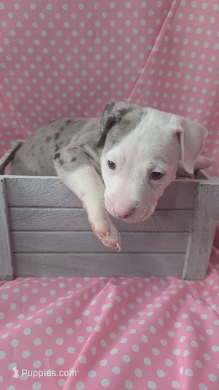 HILO 🌴 – American Bully puppy for sale in Grovetown, GA
