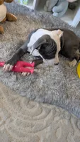 MELI 🌼, a female American Bully for sale in Grovetown, GA – 4 of 8