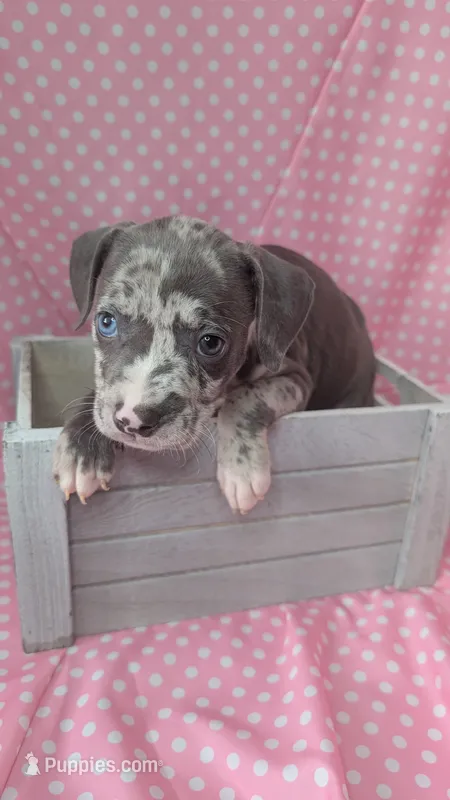LILO 🌸 – American Bully puppy for sale in Grovetown, GA