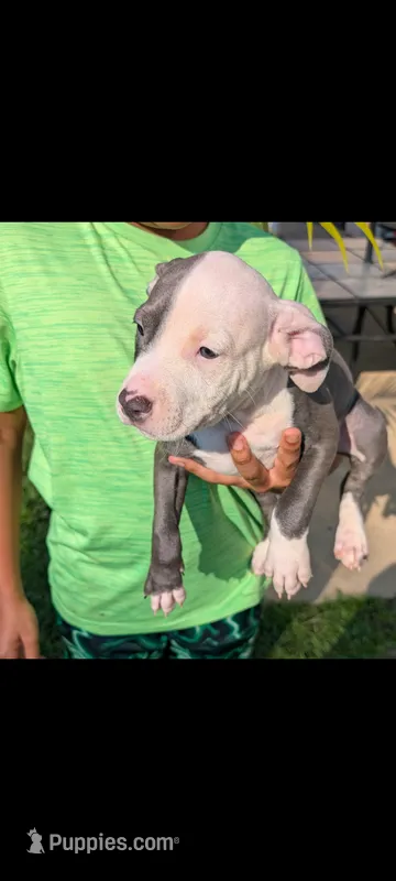 MELI 🌺 – American Bully puppy for sale in Grovetown, GA