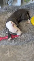 MELI 🌼, a female American Bully for sale in Grovetown, GA – 5 of 8