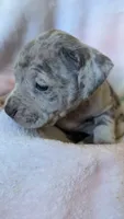 LEI'A 💜, a female American Bully for sale in Grovetown, GA – 3 of 6