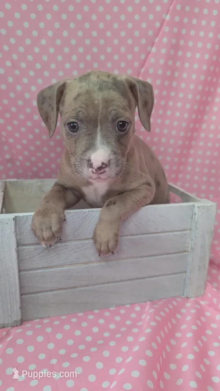 MAUI 🏝️ – American Bully puppy for sale in Grovetown, GA