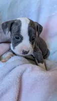 KAIA 🌼, a female American Bully for sale in Grovetown, GA – 4 of 7