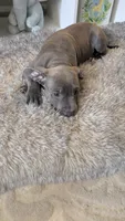 KOA 💙, a male American Bully for sale in Grovetown, GA – 5 of 8