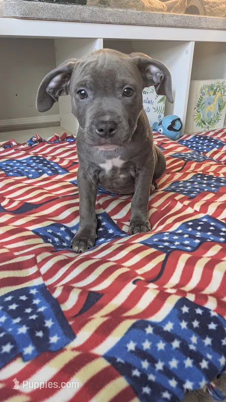 KOA ❤️ – American Bully puppy for sale in Grovetown, GA
